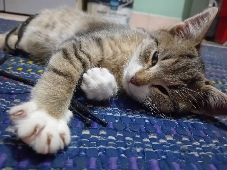 kocurek Gandalf  szuka domu 13 tyg