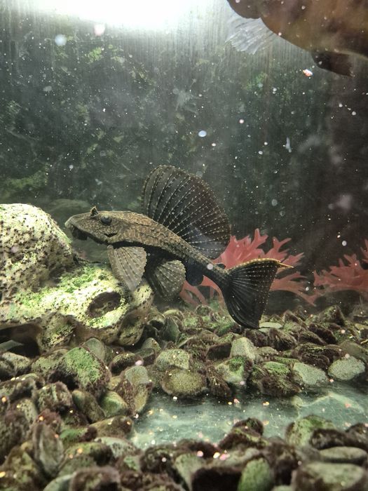 Сом антрацитус 5 лет