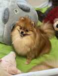 Sunia hodowlana ZKWP FCI pomeranian
