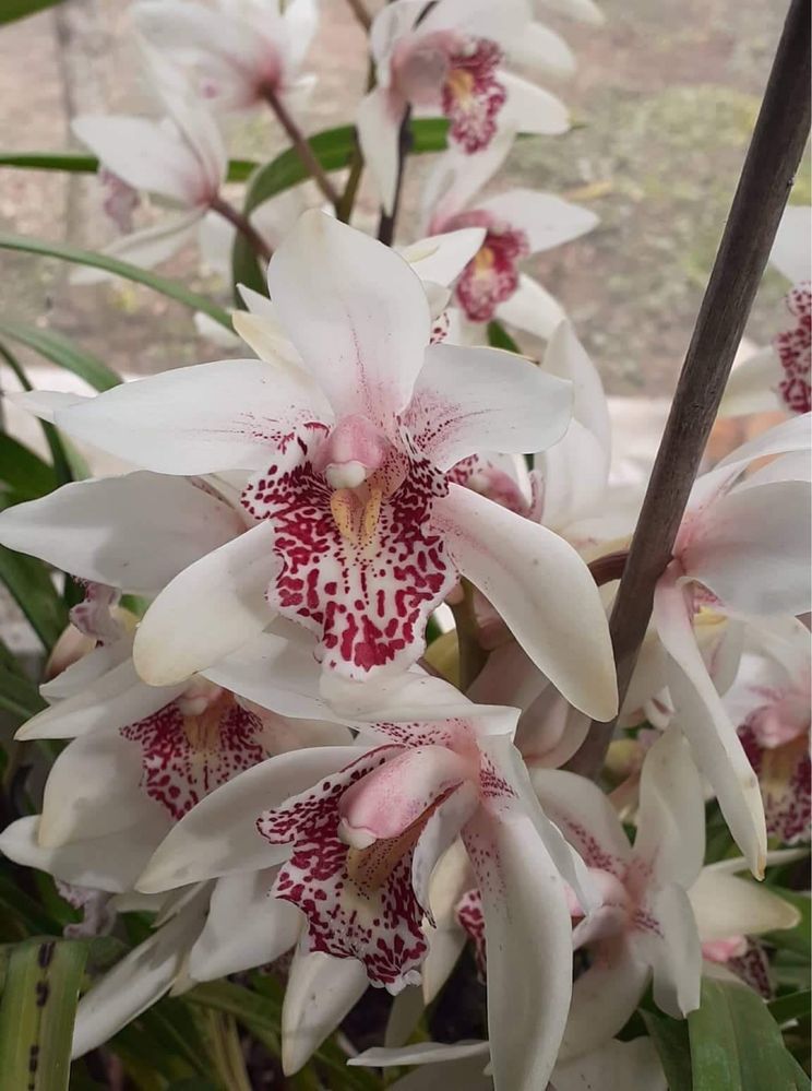 Orquideas Cymbidium