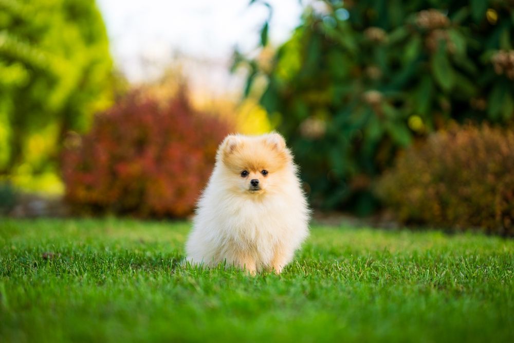 Pies szpic miniaturowy pomeranian