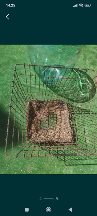 Wielka butla Min.50litrów, galon, Gąsior na wino z metalowym koszem.