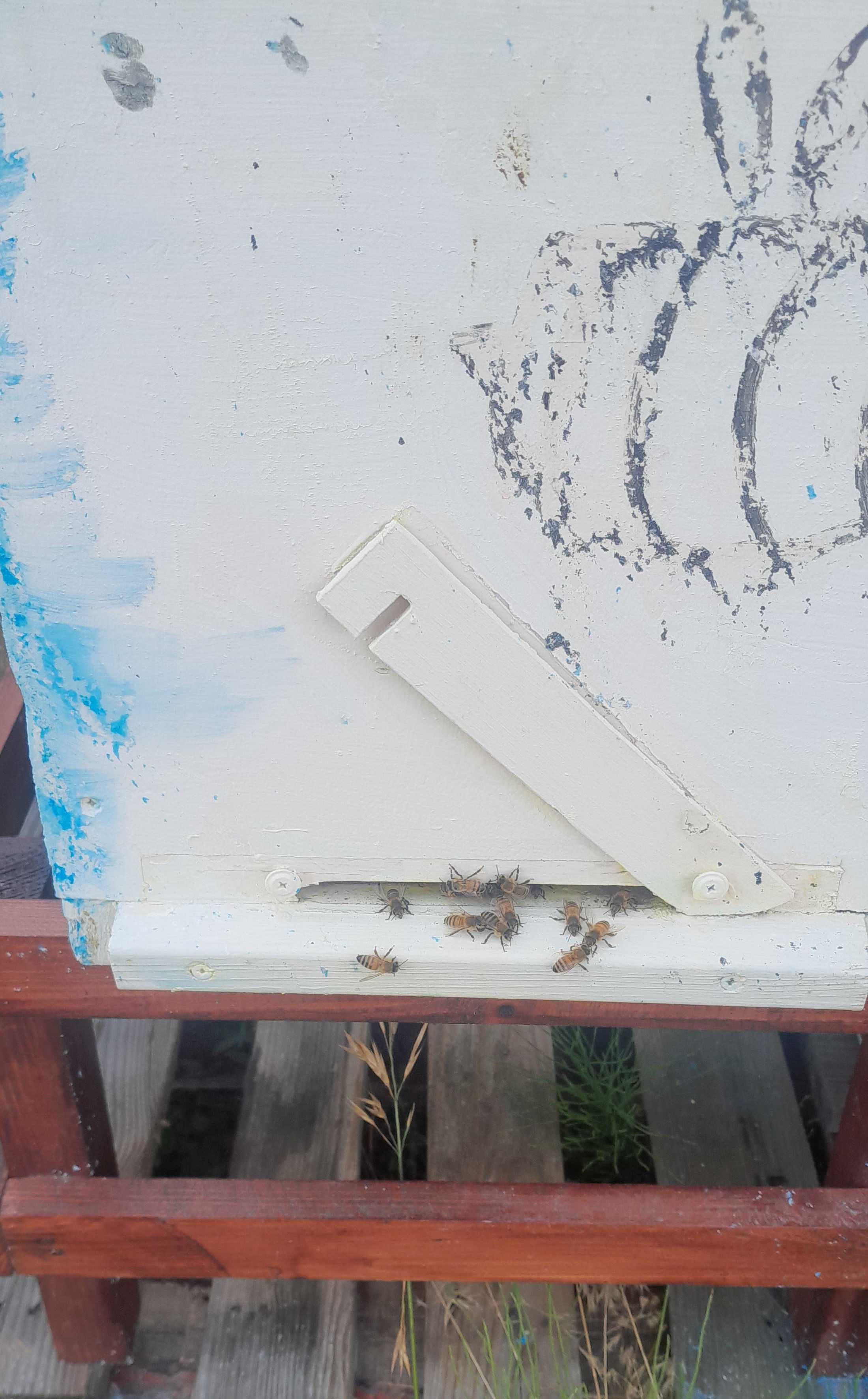Odkłady pszczele 5 i 6 ramkowe