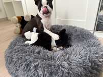 Boston terrier FCI