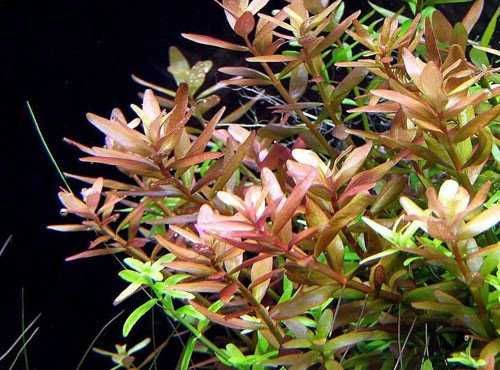 Rotala rotundifolia okrągłolistna roślina akwariowa PIĘKNA 20cm`