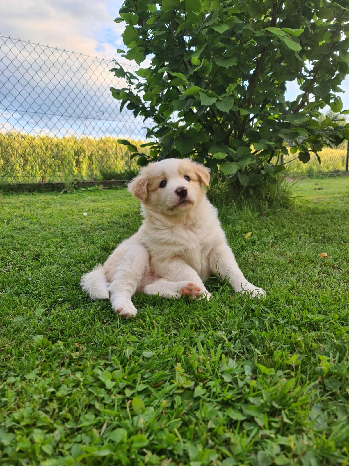 Piesek border collie ee-red do odbioru od połowy lipca