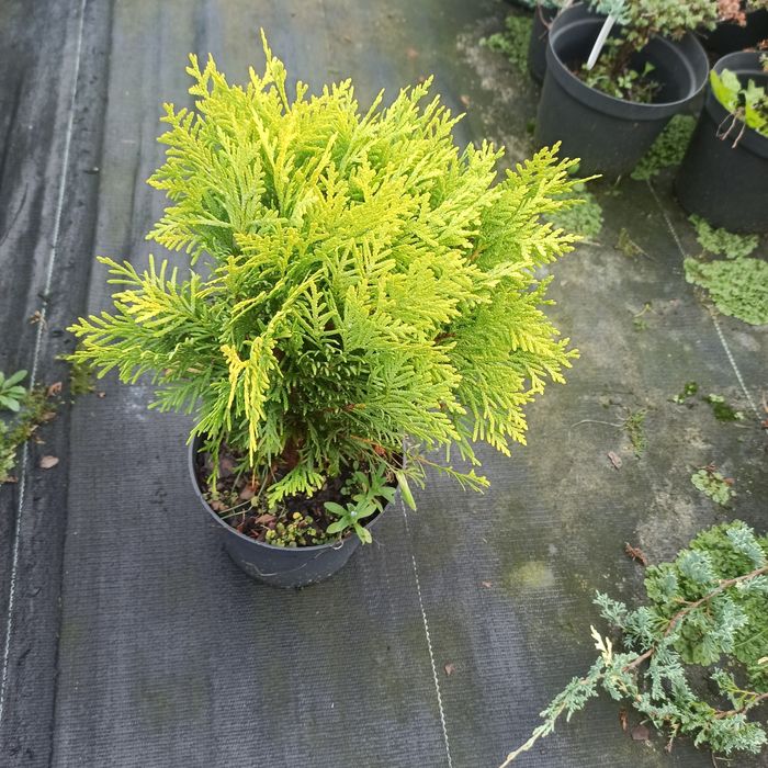 Szkółka Drzew i Krzewów ozdobnych AWSikora