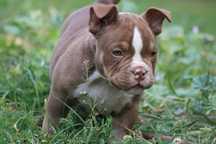 American Bully ABKC suczka