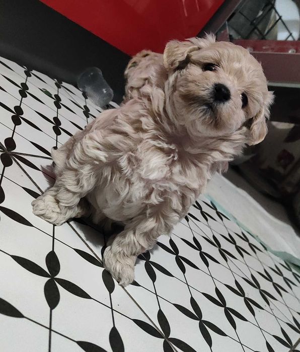 Suczka Maltipoo F1