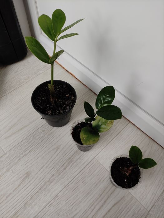 Вазони, фіалки, заміакулькас