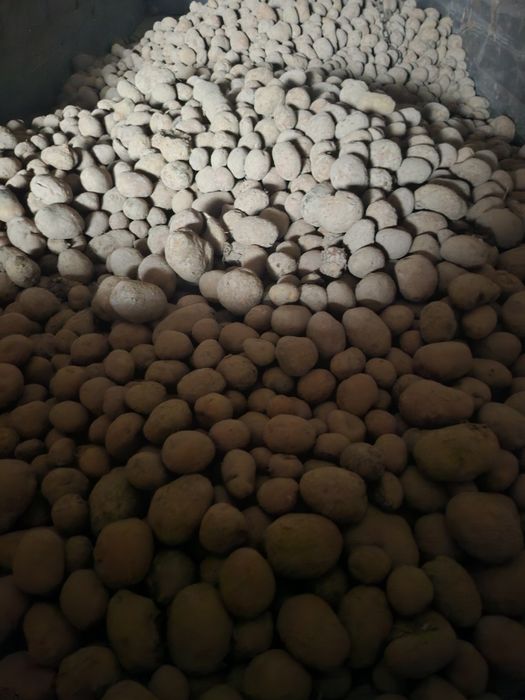 Sprzedam ziemniaki paszowe