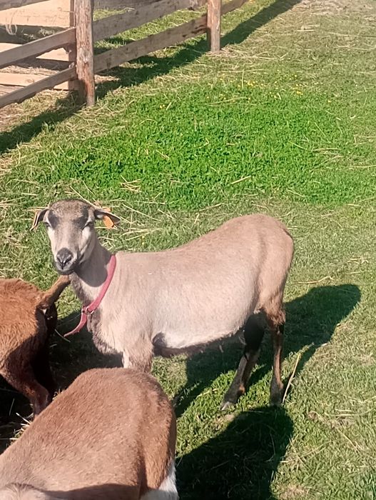 Parka owiec Kamerunskich