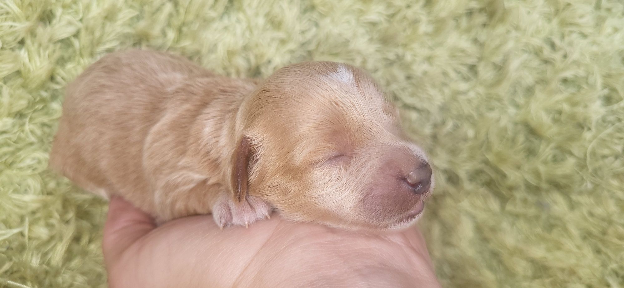 Suczka Maltipoo f1