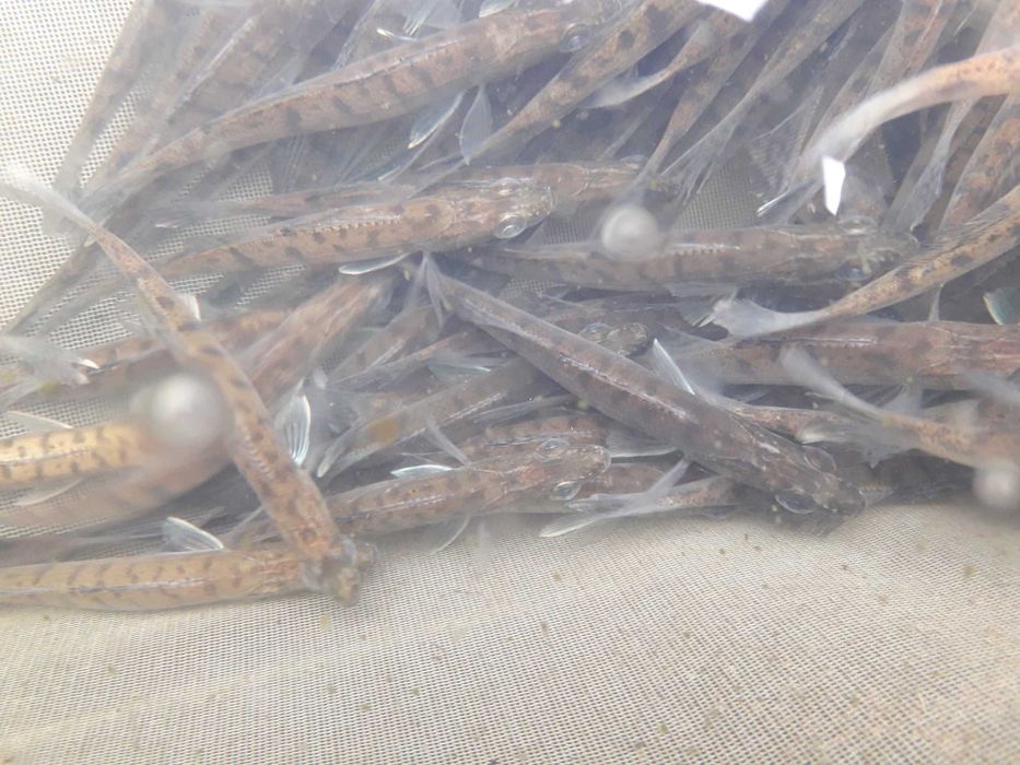 Sandacz narybek jesienny.