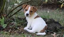 Jack Russell Terrier z hodowli " BREFIO/piesek-badania genetyczne