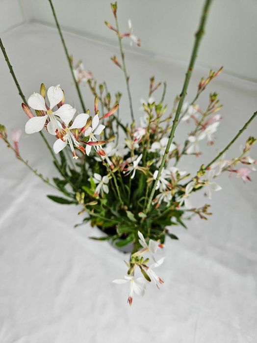 Gaura Graceful White 70 cm – bylina o białych kwiatach C2