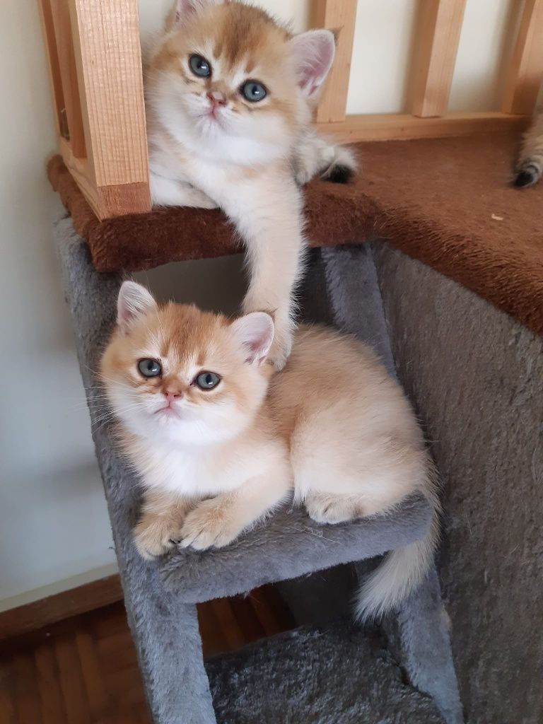 British  Shorthair Golden