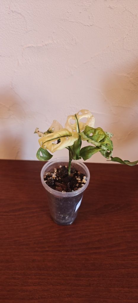 Monstera adansonii variegata ghost archipelago
