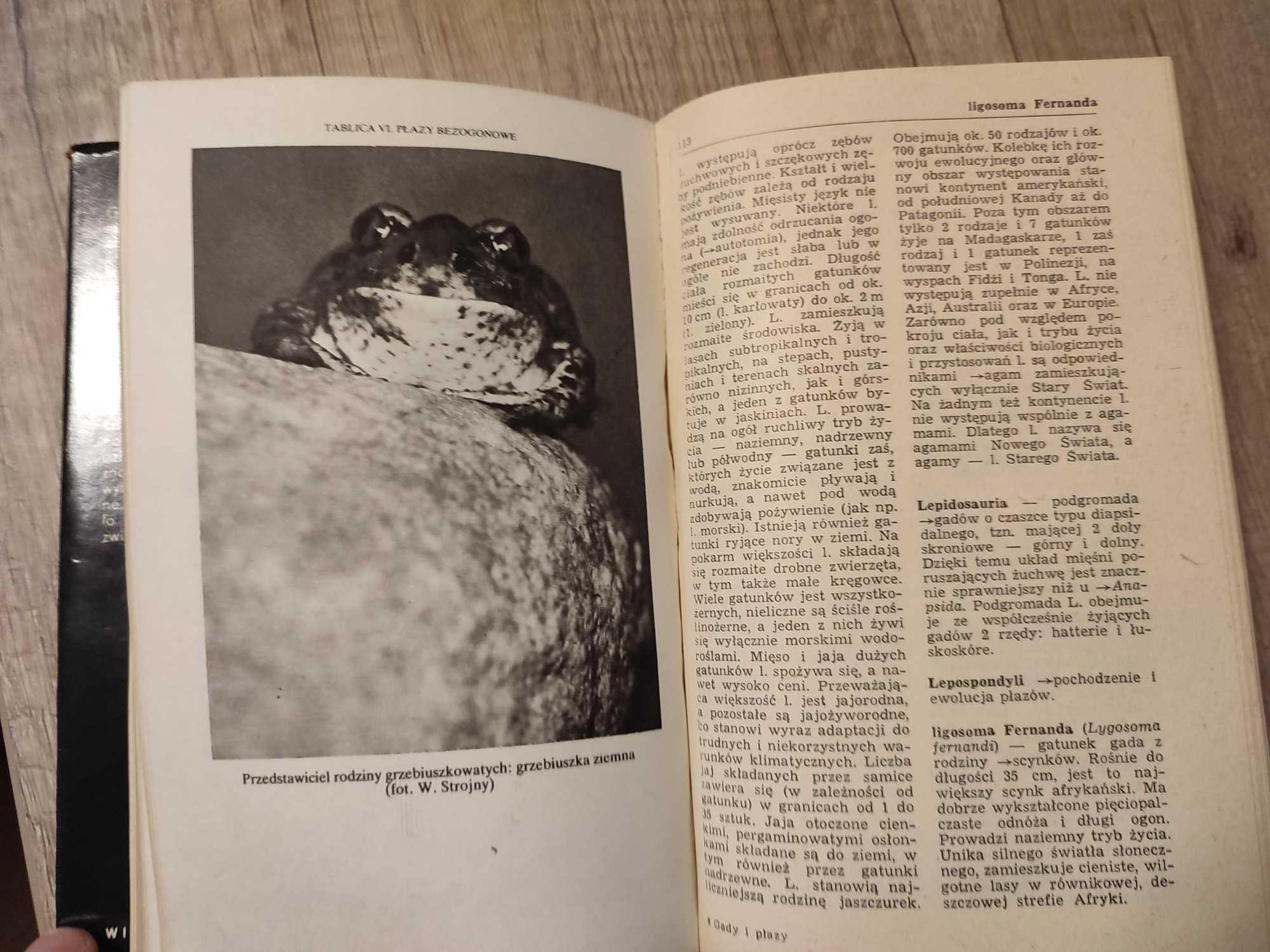 Mały słownik zoologiczny Gady i płazy – Włodzimierz Juszczyk