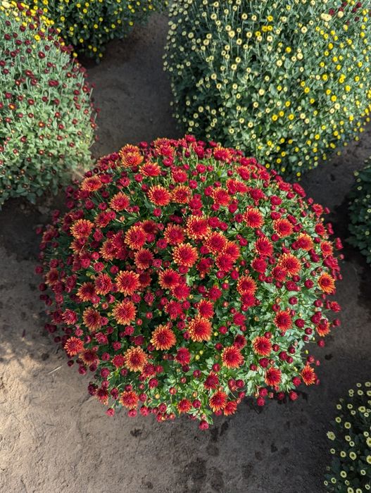 Chryzantemy drobnokwiatowe