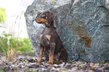 Szczeniak Doberman Czekoladowy