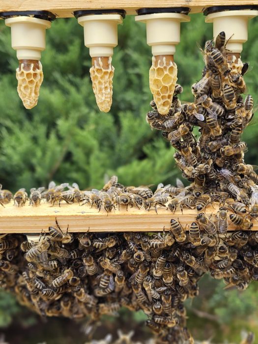 Matki pszczele  sklenar g10 h47 alpejka Hinderhoffer Odklady