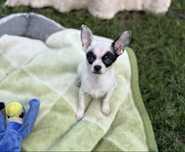 Chihuahua sunia biała samiec biało czarny chłopiec pies sunia biała
