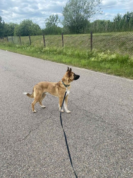 Jurand w typie owczarka belgijskiego do adopcji