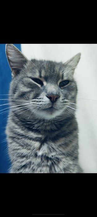 Пропал кот, Поселок горького Таромское Ул. Институтская