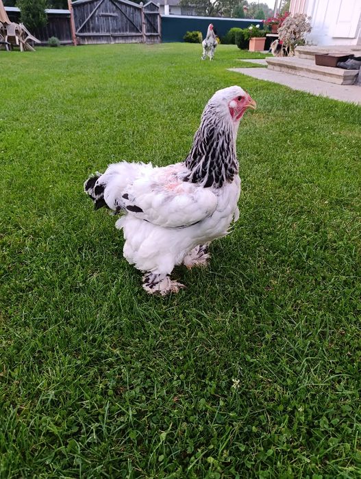 Світла колумбійська брама