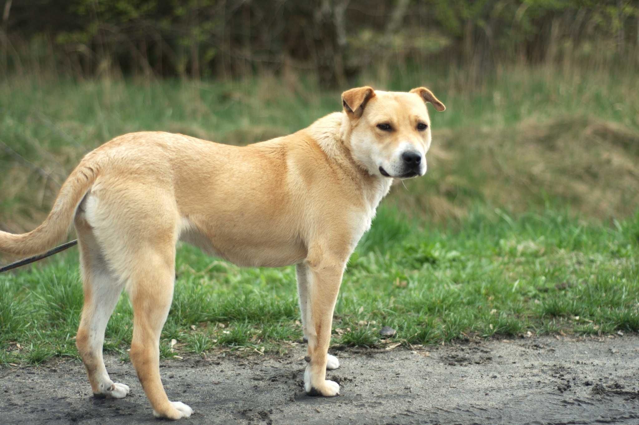 TAPURA - sunia idealna, wymarzona pieszczocha czeka na super domek