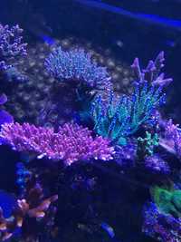 Koralowce Sps i Lps