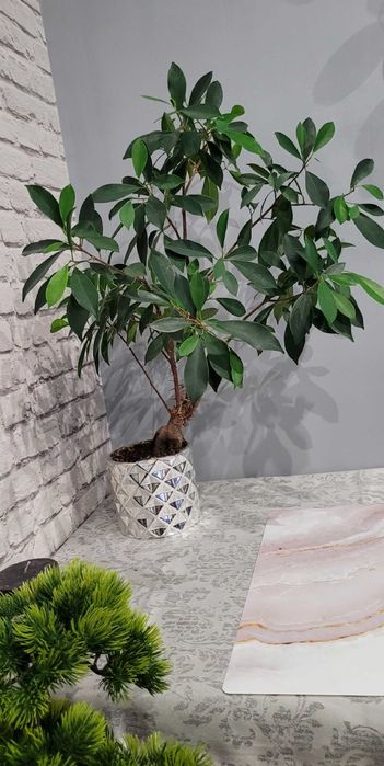 Fikus ala Bonsai