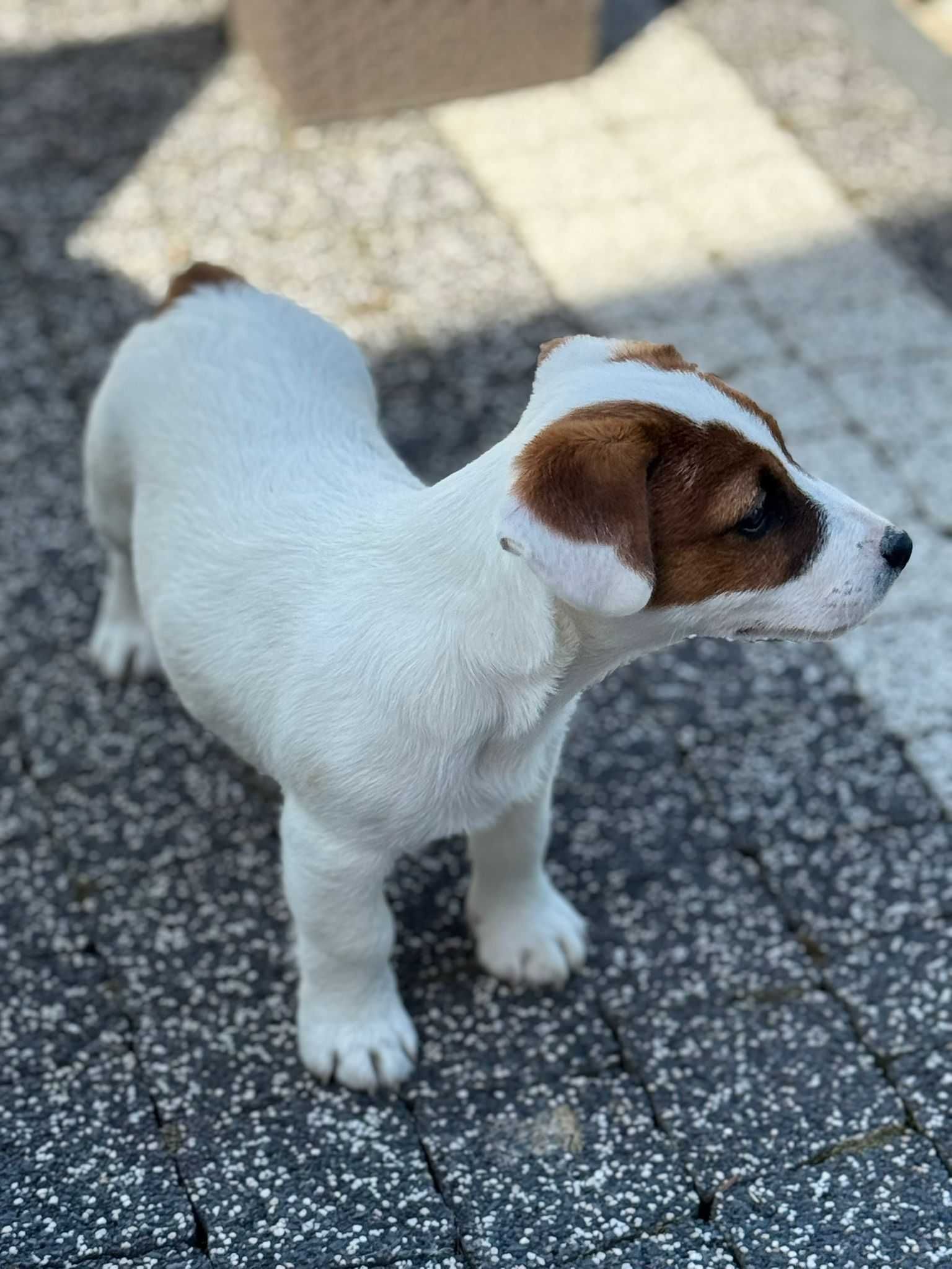Jack Russell terrier GUCCI *FCI* ZKwP pies szuka nowego domu