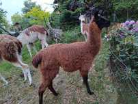 Lama, roczny samiec