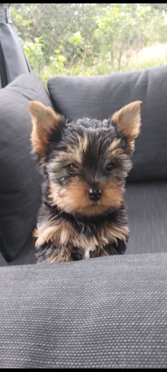 Śliczny Yorkshire terrier mini