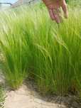 Stipa trawa ozdobna z gruntu