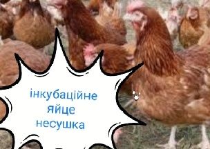 Ломан Браун інкубаційне яйце опт та роздріб