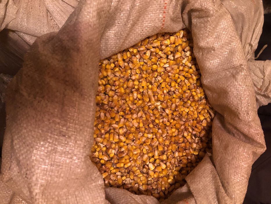 Продам свою кукурузу,сою.260 кг и 50 кг