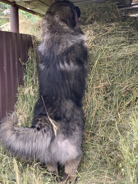 Кобель,кавказская овчарка.