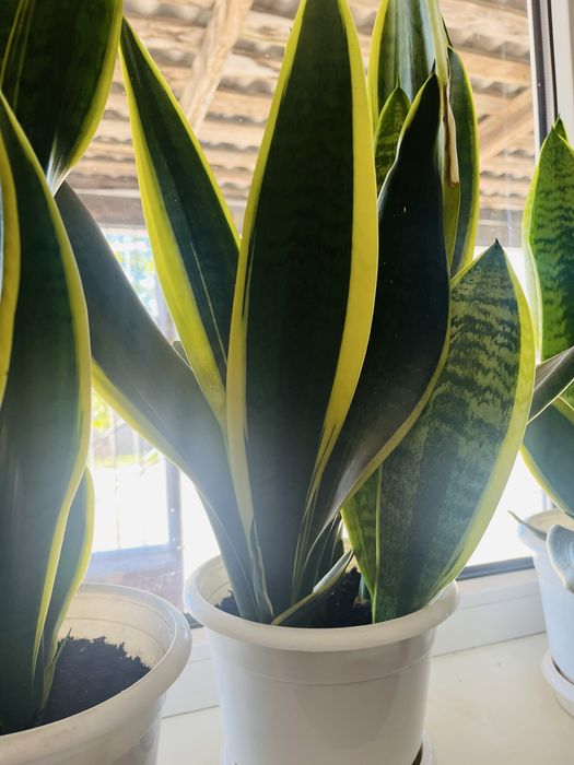 Сансевієрія сансевʼєрія квітка