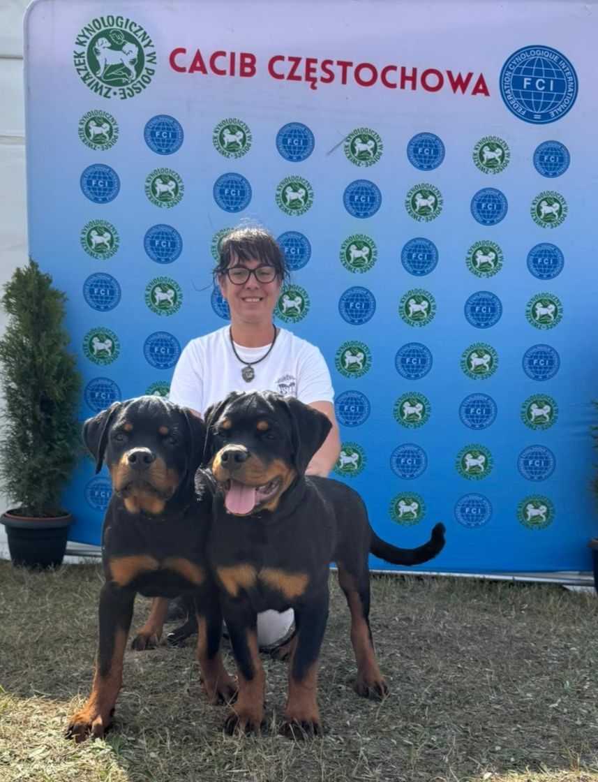 Rottweiler 4 miesiące pies FCI