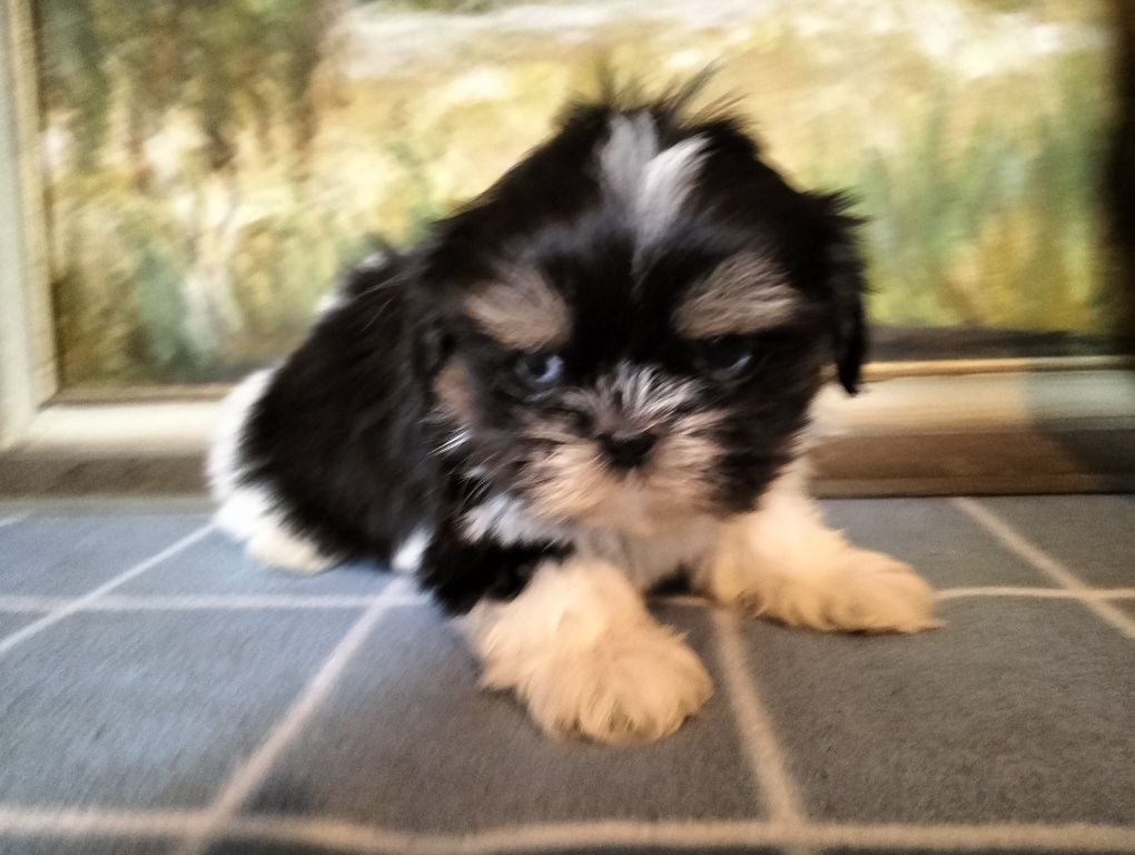 Śliczna suczka shih-tzu ( MINIATURKA)