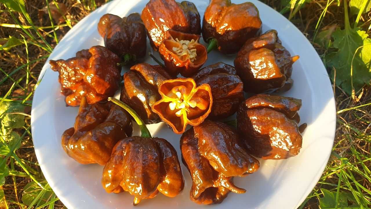 Продам насіння Carolina Reaper Chocolate / Кароліна РІпер Шоколад