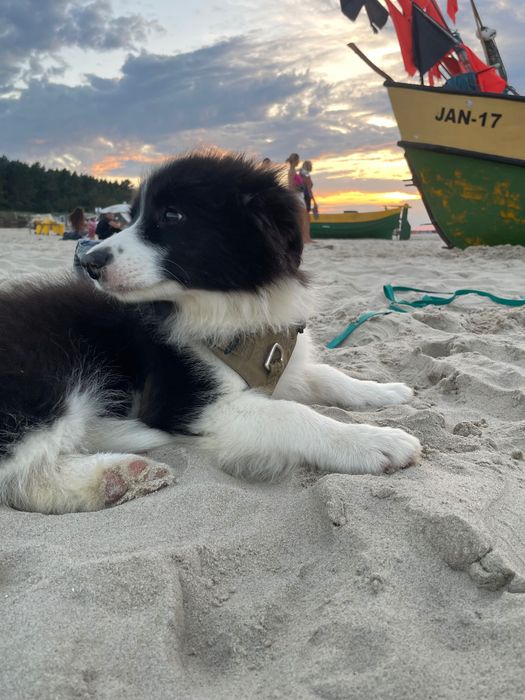 Suczka Border Collie ZKwP/FCI