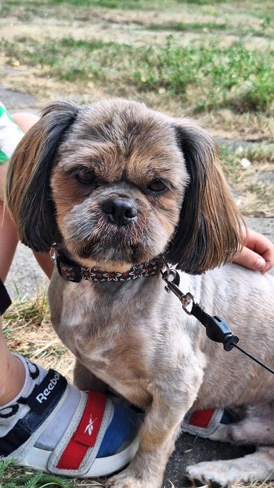Shihtzu szczeniak
