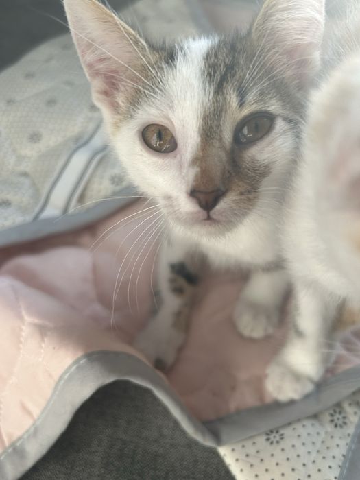 Oddam kotki ZA DARMO