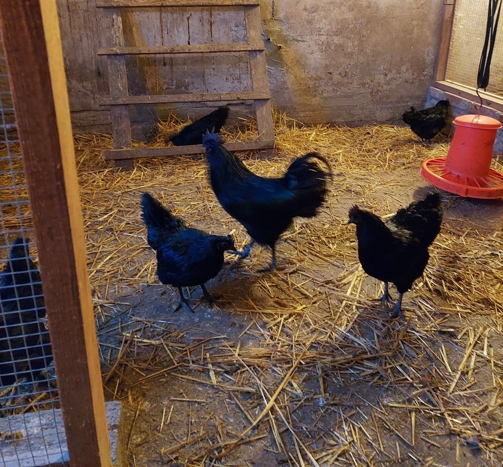 Jaja lęgowe Ayam Cemani