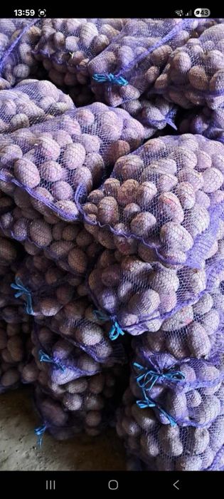 Ziemniaki Red Sonia 15 kg