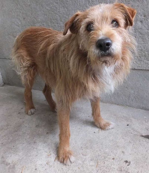 WIKSER biszkopt szorstkowłosy, nieduży pies do adopcji